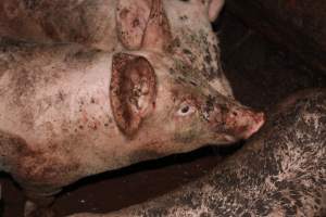 Grower pens - Australian pig farming - Captured at Willawa Piggery, Grong Grong NSW Australia.