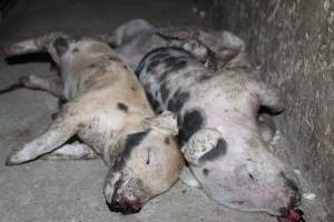 Dead piglets in aisle - Australian pig farming - Captured at Wasleys Piggery, Pinkerton Plains SA Australia.