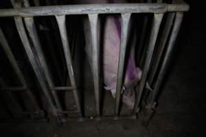 Sow stalls at Wasleys Piggery SA - Australian pig farming - Captured at Wasleys Piggery, Pinkerton Plains SA Australia.