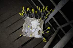 Bucket of pork stork catheters - Australian pig farming - Captured at Sheaoak Piggery, Shea-Oak Log SA Australia.