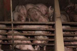 Grower pens - Australian pig farming - Captured at Willawa Piggery, Grong Grong NSW Australia.