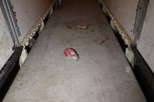 Severed piglet's head and legs in aisle - Australian pig farming - Captured at Grong Grong Piggery, Grong Grong NSW Australia.