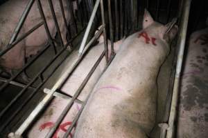 Sow stalls at Sheaoak Piggery SA - Australian pig farming - Captured at Sheaoak Piggery, Shea-Oak Log SA Australia.