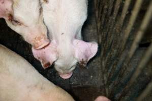 Weaner with bloody ear - Australian pig farming - Captured at Yelmah Piggery, Magdala SA Australia.