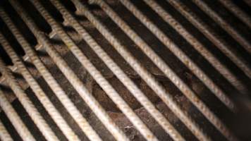 Dead piglet underneath farrowing crate - Australian pig farming - Captured at Yelmah Piggery, Magdala SA Australia.