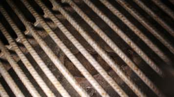 Dead piglet underneath farrowing crate - Australian pig farming - Captured at Yelmah Piggery, Magdala SA Australia.