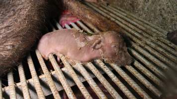 Newborn piglet's legs stuck in grated floor - Australian pig farming - Captured at Yelmah Piggery, Magdala SA Australia.