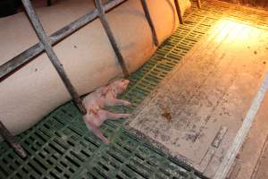 Farrowing crates at Bungowannah Piggery NSW - Australian pig farming - Captured at Bungowannah Piggery, Bungowannah NSW Australia.