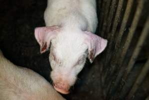 Weaner with bloody ear - Australian pig farming - Captured at Yelmah Piggery, Magdala SA Australia.