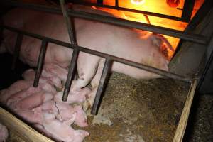 Farrowing crates at Finniss Park Piggery SA - Australian pig farming - Captured at Finniss Park Piggery, Mannum SA Australia.