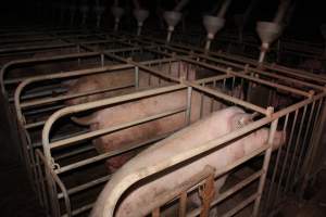 Sow stalls at Willawa Piggery NSW - Australian pig farming - Captured at Willawa Piggery, Grong Grong NSW Australia.