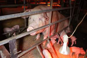 Farrowing crates at Finniss Park Piggery SA - Australian pig farming - Captured at Finniss Park Piggery, Mannum SA Australia.