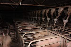 Sow stalls at Willawa Piggery NSW - Australian pig farming - Captured at Willawa Piggery, Grong Grong NSW Australia.