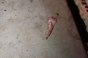 Severed piglet's leg in aisle - Australian pig farming - Captured at Grong Grong Piggery, Grong Grong NSW Australia.