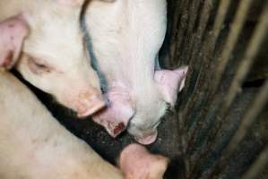 Weaner with bloody ear - Australian pig farming - Captured at Yelmah Piggery, Magdala SA Australia.