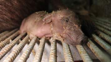 Newborn piglet's legs stuck in grated floor - Australian pig farming - Captured at Yelmah Piggery, Magdala SA Australia.