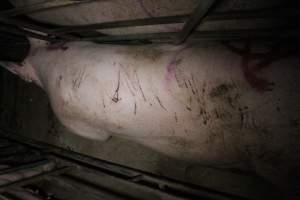 Sow with cuts and scratches in sow stall - Australian pig farming - Captured at Sheaoak Piggery, Shea-Oak Log SA Australia.