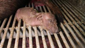 Newborn piglet's legs stuck in grated floor - Australian pig farming - Captured at Yelmah Piggery, Magdala SA Australia.