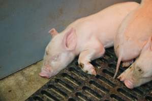 Weaner piglets - Australian pig farming - Captured at Yelmah Piggery, Magdala SA Australia.