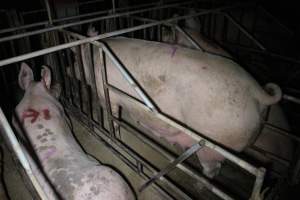 Sow stalls at Sheaoak Piggery SA - Australian pig farming - Captured at Sheaoak Piggery, Shea-Oak Log SA Australia.