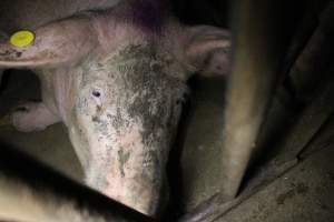 Sow stalls at Wasleys Piggery SA - Australian pig farming - Captured at Wasleys Piggery, Pinkerton Plains SA Australia.