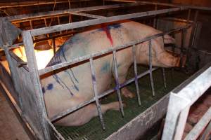 Farrowing crates at Bungowannah Piggery NSW - Australian pig farming - Captured at Bungowannah Piggery, Bungowannah NSW Australia.