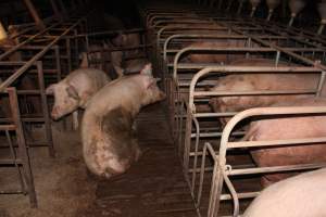 Sow stalls at Willawa Piggery NSW - Australian pig farming - Captured at Willawa Piggery, Grong Grong NSW Australia.