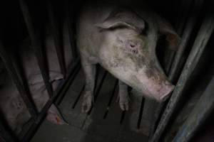 Sow stalls at Wasleys Piggery SA - Australian pig farming - Captured at Wasleys Piggery, Pinkerton Plains SA Australia.