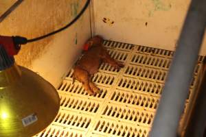 Dead piglet in farrowing crate - Australian pig farming - Captured at Grong Grong Piggery, Grong Grong NSW Australia.