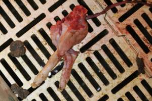 Severed piglet's legs in farrowing crate - Australian pig farming - Captured at Grong Grong Piggery, Grong Grong NSW Australia.