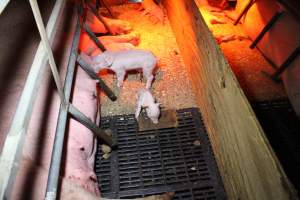 Runt piglet - This piglet was likely killed by staff within the next day. - Captured at Finniss Park Piggery, Mannum SA Australia.