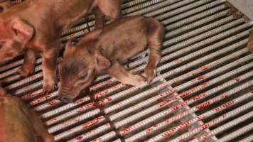 Farrowing crates at Yelmah Piggery SA - Australian pig farming - Captured at Yelmah Piggery, Magdala SA Australia.