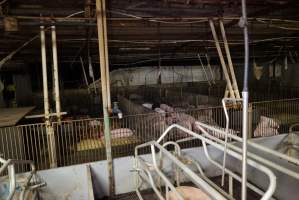 Weaner / grower piglets behind farrowing crates - Australian pig farming - Captured at Yelmah Piggery, Magdala SA Australia.