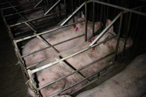 Sow stalls at Sheaoak Piggery SA - Australian pig farming - Captured at Sheaoak Piggery, Shea-Oak Log SA Australia.