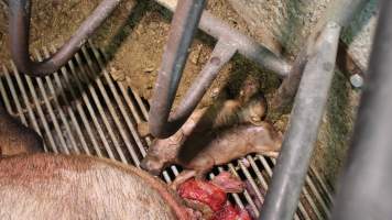 Stillborn piglets - Australian pig farming - Captured at Yelmah Piggery, Magdala SA Australia.