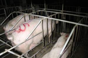 Sow stalls at Sheaoak Piggery SA - Australian pig farming - Captured at Sheaoak Piggery, Shea-Oak Log SA Australia.