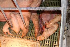 Stillborn piglets - Australian pig farming - Captured at Bungowannah Piggery, Bungowannah NSW Australia.