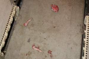 Severed piglet's head and legs in aisle - Australian pig farming - Captured at Grong Grong Piggery, Grong Grong NSW Australia.