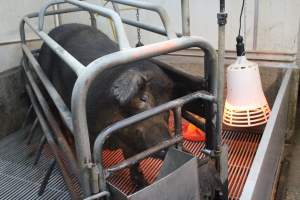 Farrowing crates at Yelmah Piggery SA - Australian pig farming - Captured at Yelmah Piggery, Magdala SA Australia.