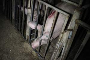 Sow stalls at Sheaoak Piggery SA - Australian pig farming - Captured at Sheaoak Piggery, Shea-Oak Log SA Australia.