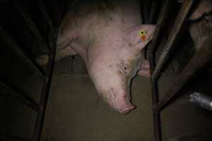 Sow stalls at Wasleys Piggery SA - Australian pig farming - Captured at Wasleys Piggery, Pinkerton Plains SA Australia.