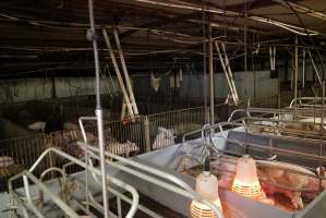 Farrowing crates at Yelmah Piggery SA - Australian pig farming - Captured at Yelmah Piggery, Magdala SA Australia.