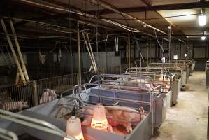 Farrowing crates at Yelmah Piggery SA - Australian pig farming - Captured at Yelmah Piggery, Magdala SA Australia.