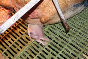 Piglet crushed by mother - Australian pig farming - Captured at Bungowannah Piggery, Bungowannah NSW Australia.