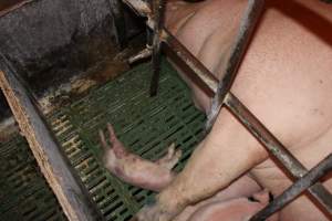 Farrowing crates at Bungowannah Piggery NSW - Australian pig farming - Captured at Bungowannah Piggery, Bungowannah NSW Australia.