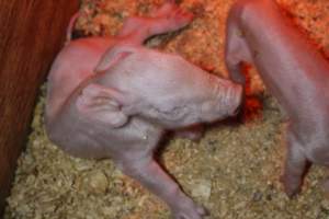 Farrowing crates at Finniss Park Piggery SA - Australian pig farming - Captured at Finniss Park Piggery, Mannum SA Australia.