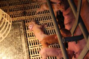 Farrowing crates at Grong Grong Piggery NSW - Australian pig farming - Captured at Grong Grong Piggery, Grong Grong NSW Australia.