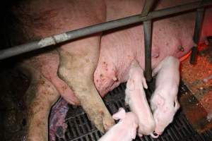 Farrowing crates at Finniss Park Piggery SA - Australian pig farming - Captured at Finniss Park Piggery, Mannum SA Australia.