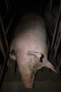 Sow stalls at Wasleys Piggery SA - Australian pig farming - Captured at Wasleys Piggery, Pinkerton Plains SA Australia.