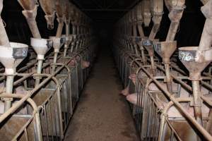 Looking down aisle of sow stall shed - Australian pig farming - Captured at Willawa Piggery, Grong Grong NSW Australia.